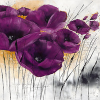 70cm x 70cm Pavot violet IV von Isabelle Zacher-Finet