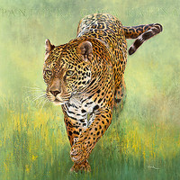 70cm x 70cm Kalina, le Jaguar von Danielle Beck