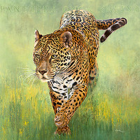 30cm x 30cm Kalina, le Jaguar von Danielle Beck