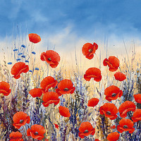 50cm x 50cm Sunset Poppies von Hilary Mayes