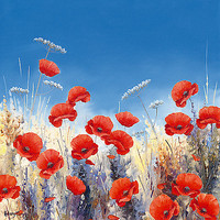 50cm x 50cm Poppy Meadow I von Hilary Mayes
