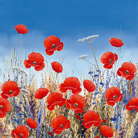 50cm x 50cm Poppy Meadow II von Hilary Mayes