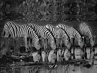80cm x 60cm Zebras Reflection von Xavier Ortega