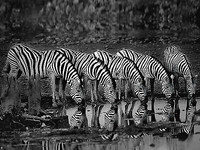 40cm x 30cm Zebras Reflection von Xavier Ortega