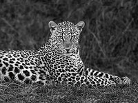 80cm x 60cm Leopard Portrait von Xavier Ortega