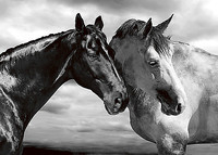 70cm x 50cm Horse Portrait von Jorge Llovet