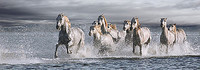 95cm x 33cm Horses Running at the Beach von Jorge Llovet