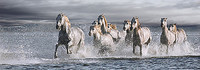 150cm x 52cm Horses Running at the Beach von Jorge Llovet