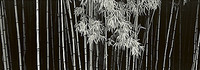 95cm x 33cm Bamboo - China von Helmut Hirler