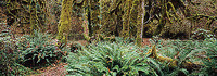 95cm x 33cm Rain forest, Pacific Rim, Vancouver von Axel M. Mosler