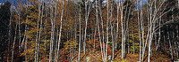 95cm x 33cm Birch Grove, Nova Scotia von Axel M. Mosler
