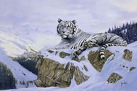 91cm x 61cm White Siberian Tiger von HODGE