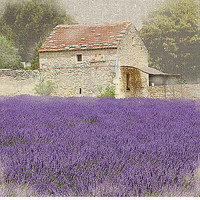 30cm x 30cm Tuscan Lavender von Bret Straehling