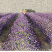 30cm x 30cm Lavender Field von Bret Straehling