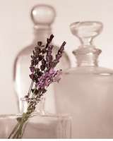 24cm x 30cm Lavender Detail von Julie Greenwood