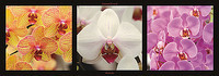95cm x 33cm Orchidées von Laurent Pinsard