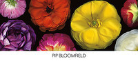 137.2cm x 61cm Ranunculus Panorama von Pip Bloomfield