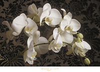 91.4cm x 66cm Bountiful Orchids von Donna Geissler