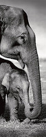 30.5cm x 91.4cm Indian Elephants von Gavriel Jecan