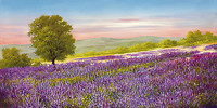 100cm x 50cm Lavender Field von Heinz Schölnhammer