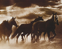 76.2cm x 61cm Running Horses & Sunbeams von Monte Nagler