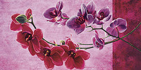 100cm x 50cm Composizione di Orchidee von Sara J. Cortesse