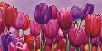 100cm x 50cm Campo di Tulipani von Sara J. Cortesse