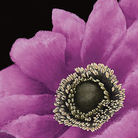 30.5cm x 30.5cm Brilliant Blooms II von Linda Wood