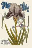 40.6cm x 61cm Iris Resplendant IV von Joseph Weinmann