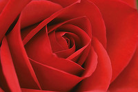 90cm x 60cm Persian Red Rose von John Harper