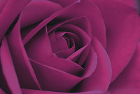 90cm x 60cm Persian Purple Rose von John Harper