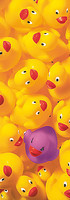 33cm x 95cm Quack Quack II von Dave Brüllmann