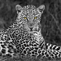 14cm x 14cm Leopard Portrait von Xavier Ortega