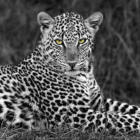 30cm x 30cm Leopard Portrait von Xavier Ortega