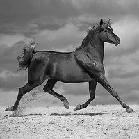 30cm x 30cm Black Horse von Jorge Llovet