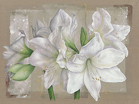 150cm x 112.5cm Amaryllis Blanc von Cadoret,Virginie