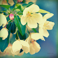 100cm x 100cm Natures Apple Blossom von Schlabach, Sue