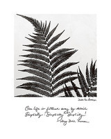80cm x 100cm Delicate Ferns von Van Swearingen, Debra