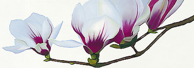 Array Magnolia von Stephanie Andrew