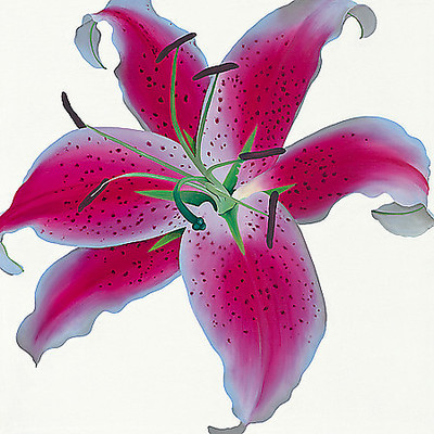 Array Lily von Stephanie Andrew