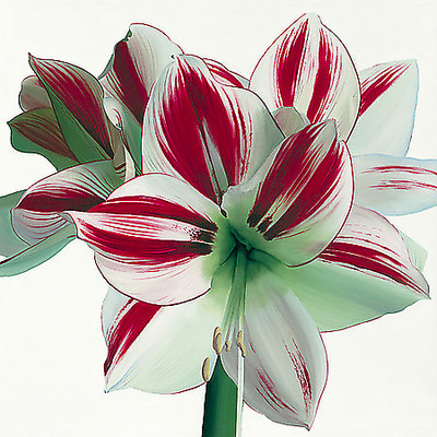 Array Amaryllis von Stephanie Andrew