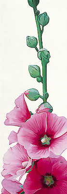 Array Pink Hollyhock II von Stephanie Andrew