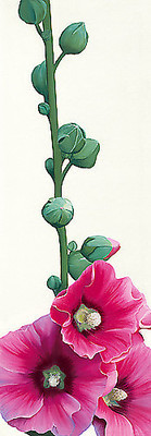 Array Pink Hollyhock III von Stephanie Andrew