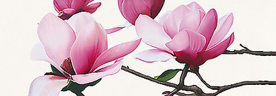 Array Apollo I (Magnolia) von Stephanie Andrew