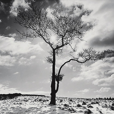 Array Lone Tree # 2, Peak District, England von Dave Butcher