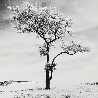 Array Lone Tree # 3, Peak District, England von Dave Butcher
