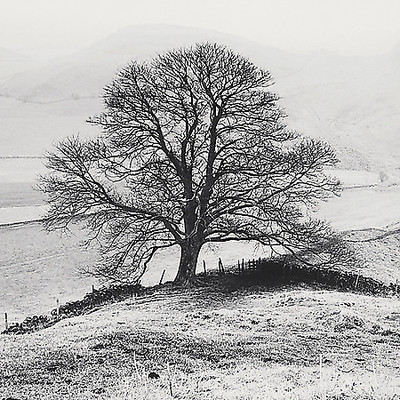 Array Misty Tree, Peak District,  England von Dave Butcher