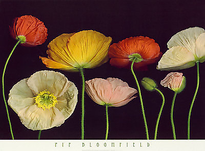 91cm x 66cm Poppy Garden I von Pip Bloomfield