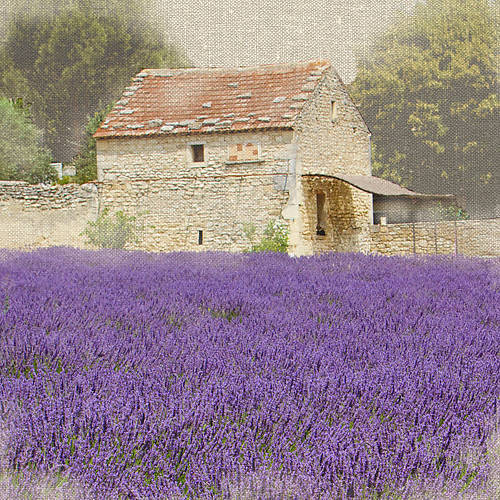 Array Tuscan Lavender von Bret Straehling