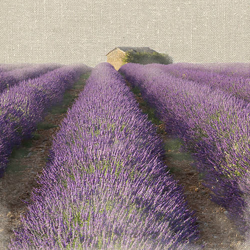 Array Lavender Field von Bret Straehling